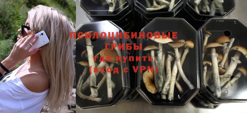 где купить наркоту  Улан-Удэ  Псилоцибиновые грибы MAGIC MUSHROOMS 